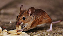 24 Hour & Emergency Exterminators in Grayling, MI